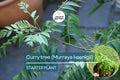 Curry Tree - Live Murraya koenigii Plant 1’-2’ Tall | Culinary Herb Tree | Compact Growth for Indoors & Gardens