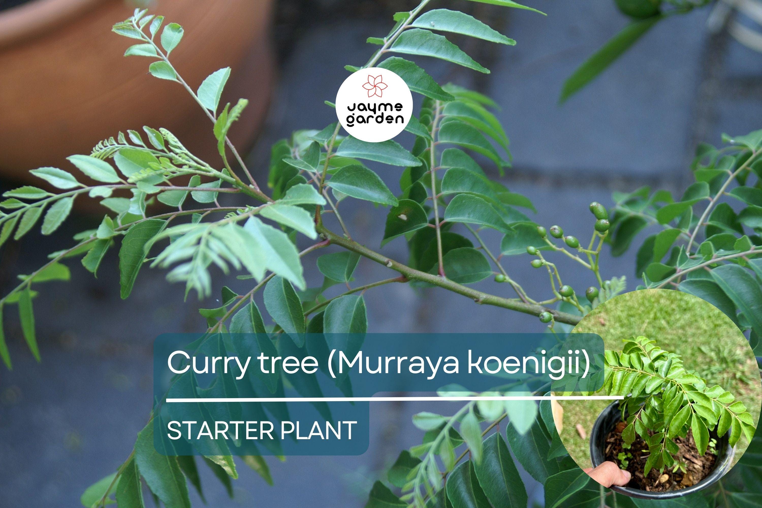 Curry Tree - Live Murraya koenigii Plant 1’-2’ Tall | Culinary Herb Tree | Compact Growth for Indoors & Gardens