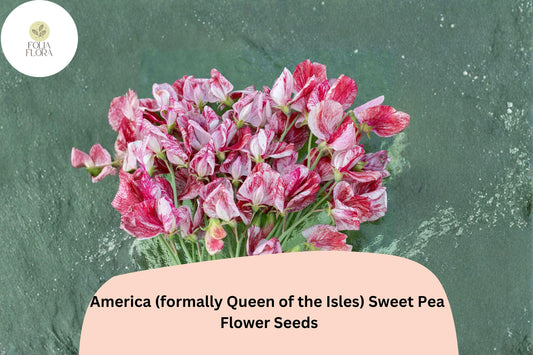 50+ America Sweet Pea Seeds | Formerly Queen of the Isles | Fragrant Climbing Annual Flower for Garden & Trellis