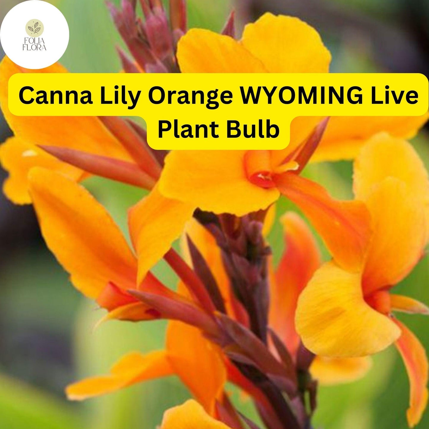 Canna Lily Orange Wyoming | 1 Live Bulb | Tall Flowering Plant with Purple Burgundy Leaves | Tropical, Fast-Growing, Perennial