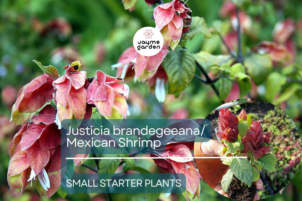 Justicia brandegeeana Mexican Shrimp Starter Plant - Red Maroon Blooms, 5-7 Inches Tall - Tropical Beauty for Gardens & Containers