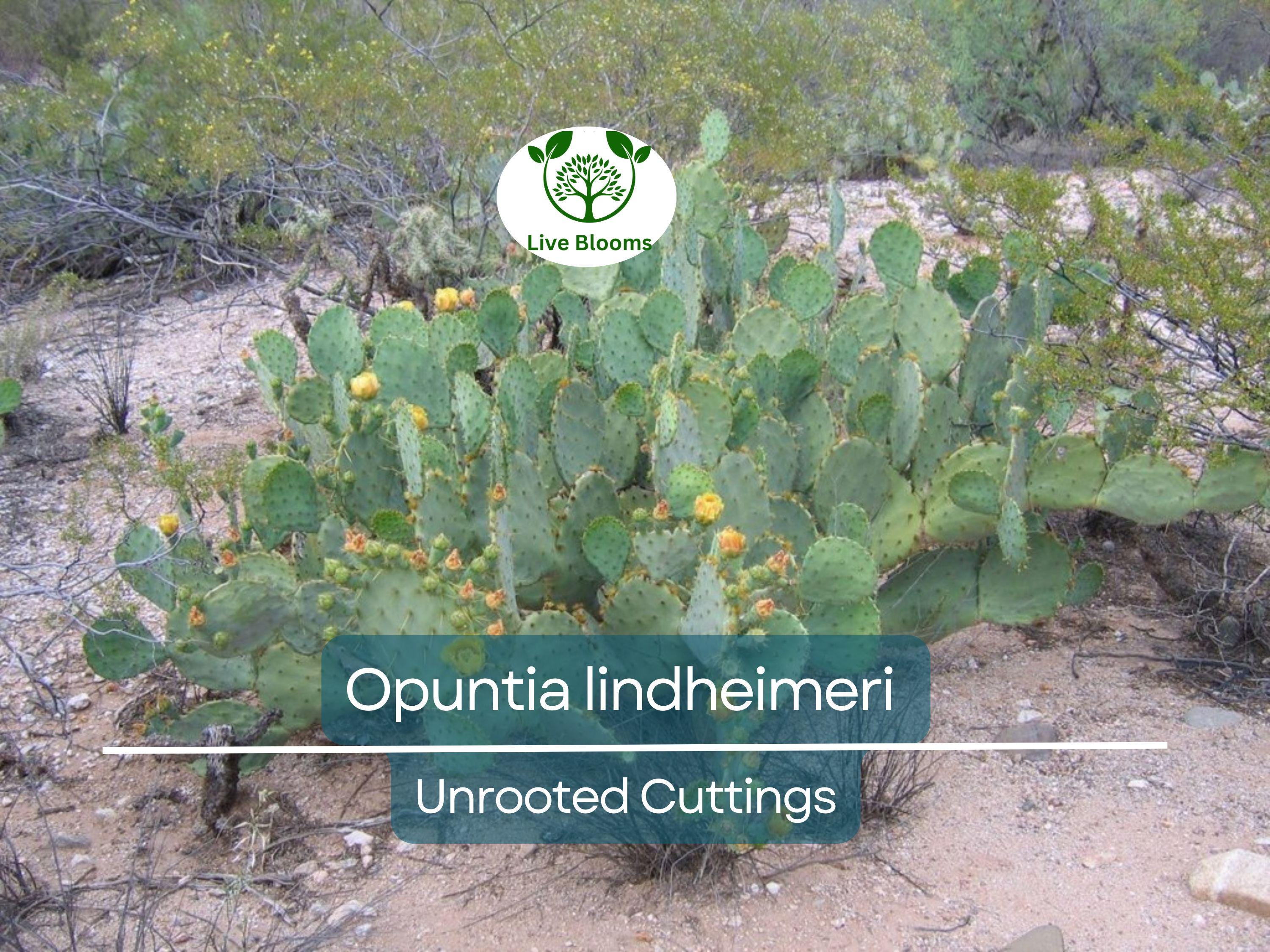 1 West Texas Prickly Pear Cactus Pad Segment - Opuntia lindheimeri Cutting for Planting & Propagation