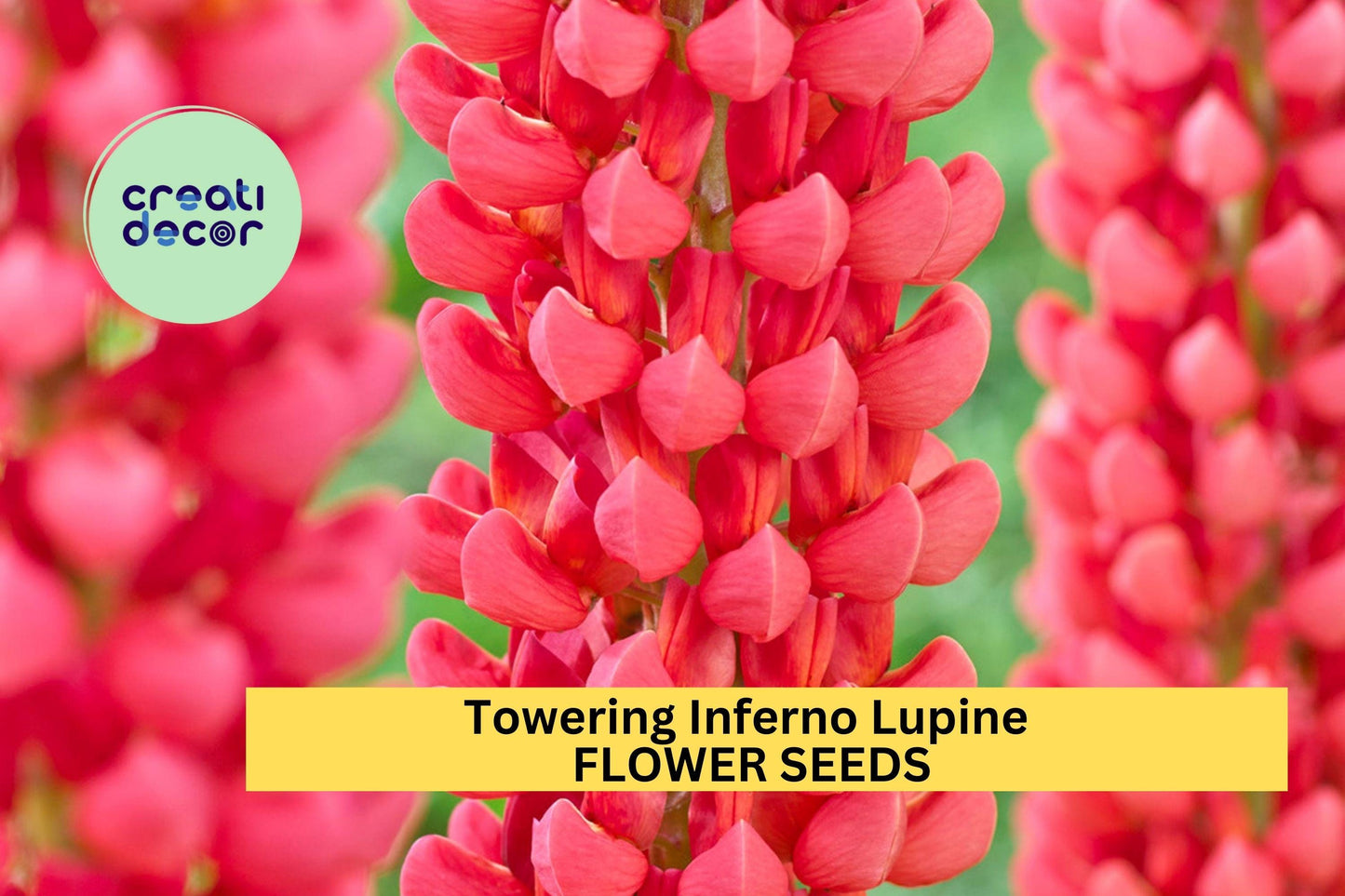 25+ Towering Inferno Lupine Seeds – Fiery Red-Orange Spikes for Garden Planting, Bold Pollinator-Friendly Perennials – USA
