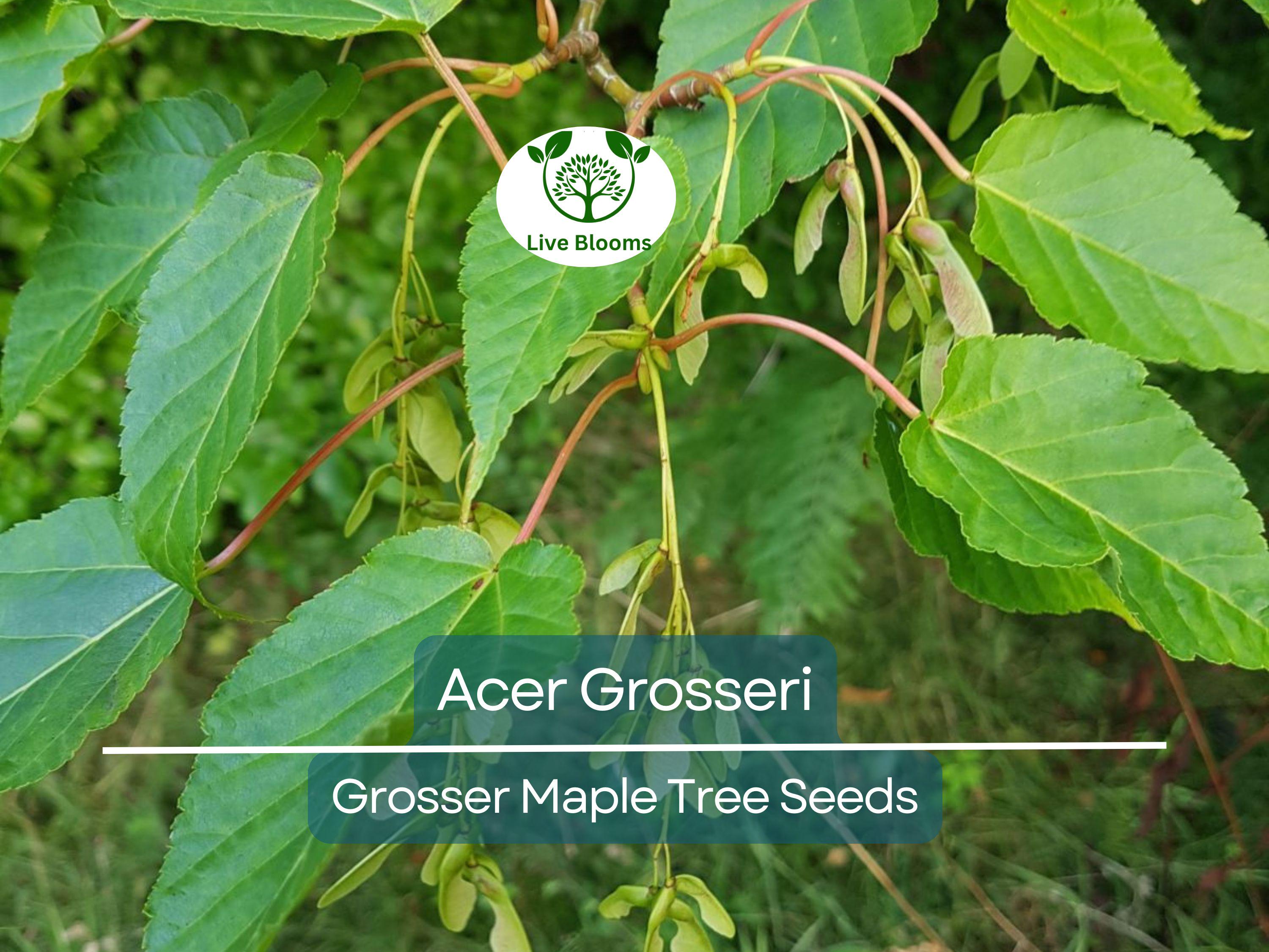10 Seeds Acer Grosseri (Grosser Maple) for Planting - Unique Hardy Tree, Perfect for Bonsai, Gardens & Landscaping - Rare, Exotic Tree Seeds