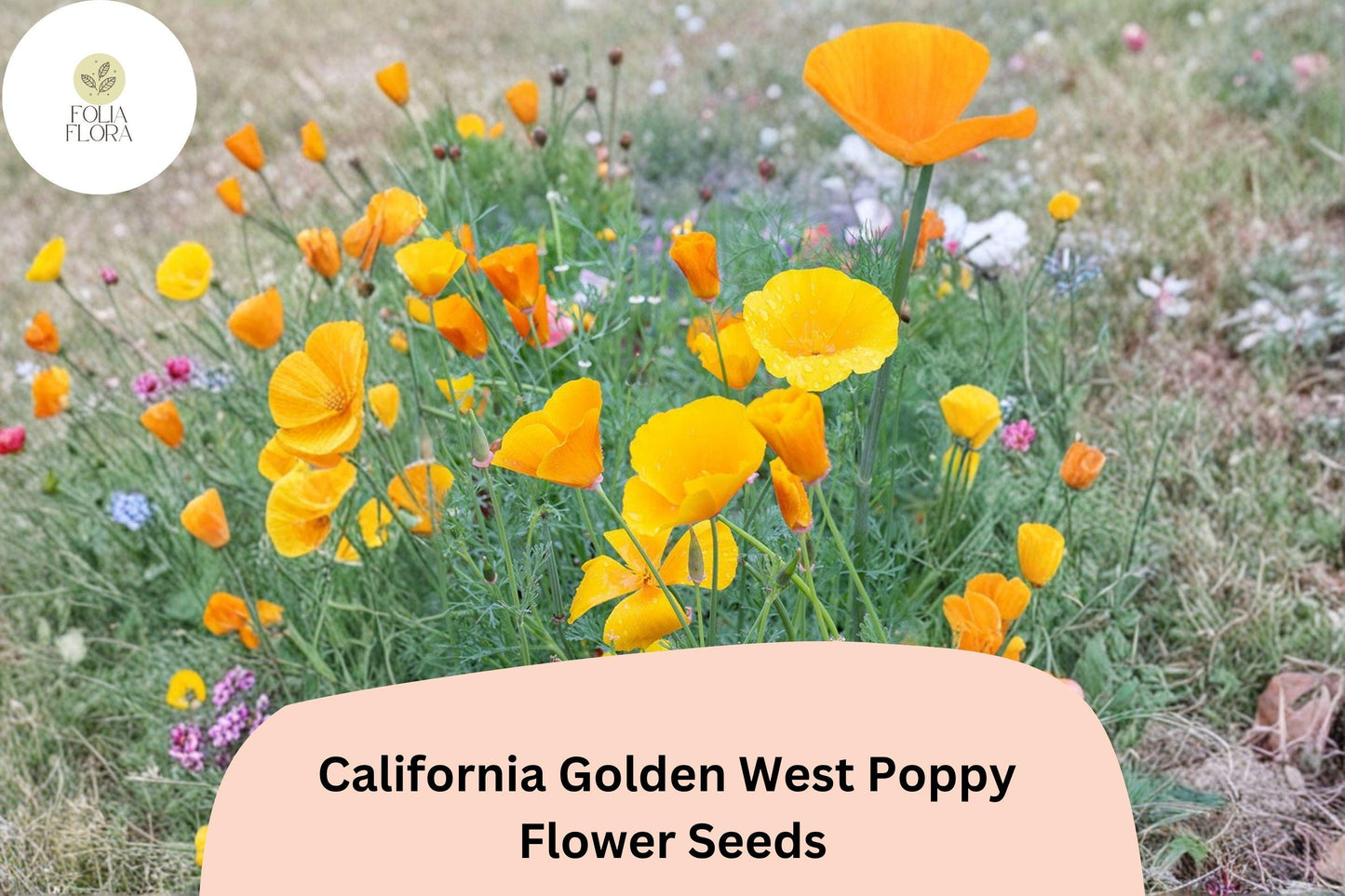 200+ California Golden West Poppy Seeds | Eschscholzia californica | Golden Yellow Blooms | Easy Wildflower Garden Seeds
