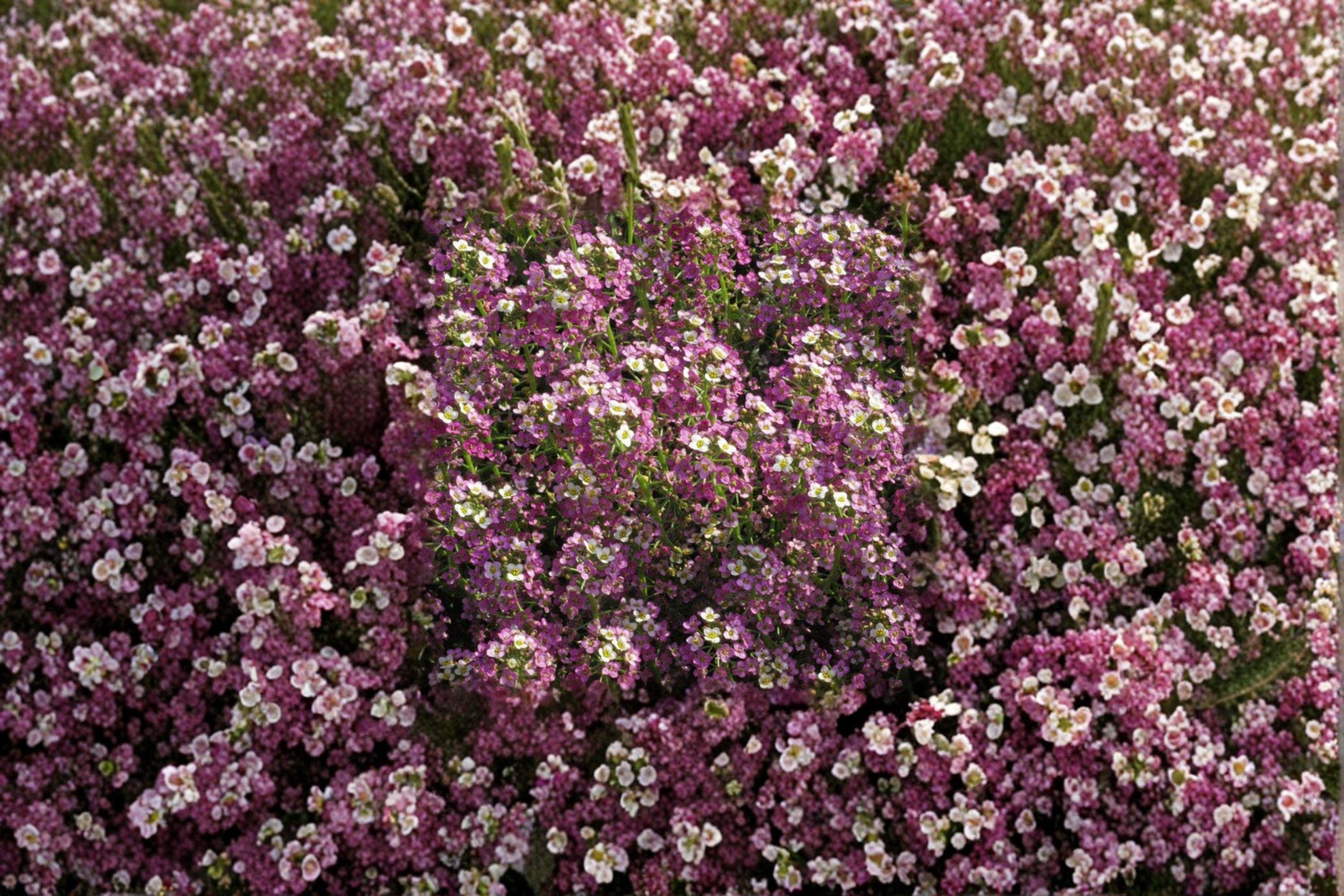 Dwarf Pink Sweet Alyssum – Lobularia maritima Seeds | 100 Seeds | Fragrant Low Growing Flower