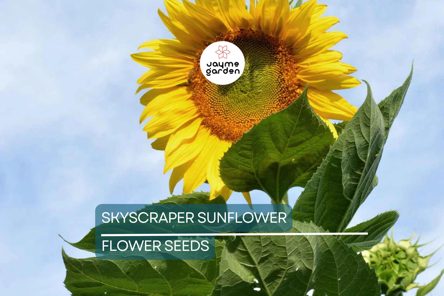 50 Skyscraper Sunflower Seeds – Heirloom, Non-GMO, Giant Blooms, USA Seller