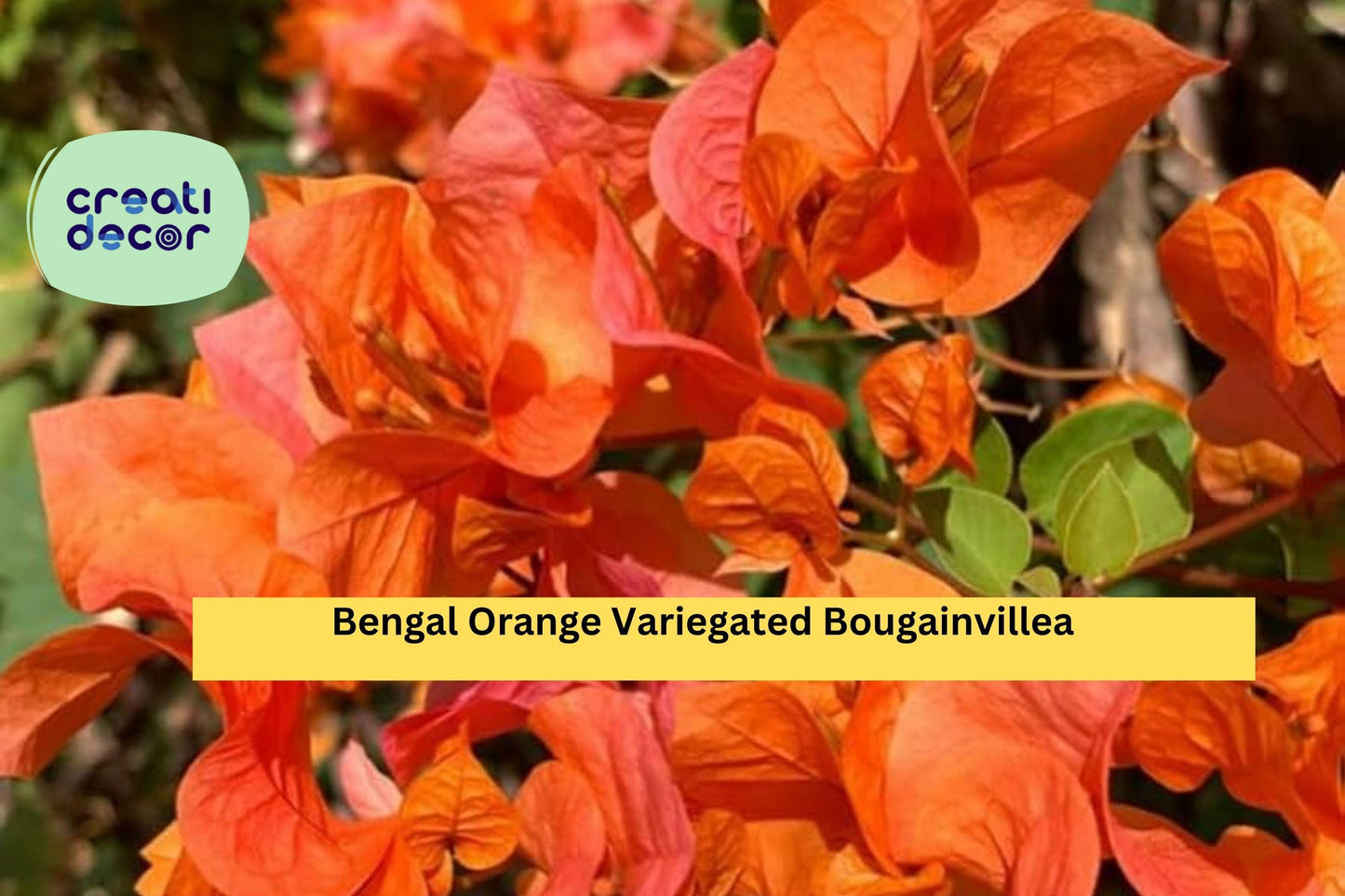 Bengal Orange Variegated Bougainvillea | Live Rooted Starter Plug Plant | Tropical Flowering Vine for Trellis, Fence, Containers