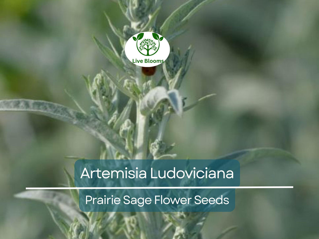 30 mg Seeds Artemisia Ludoviciana (Prairie Sage) for Planting - Herb, Drought-Tolerant, Fragrant Perennial, Native Plant for Garden