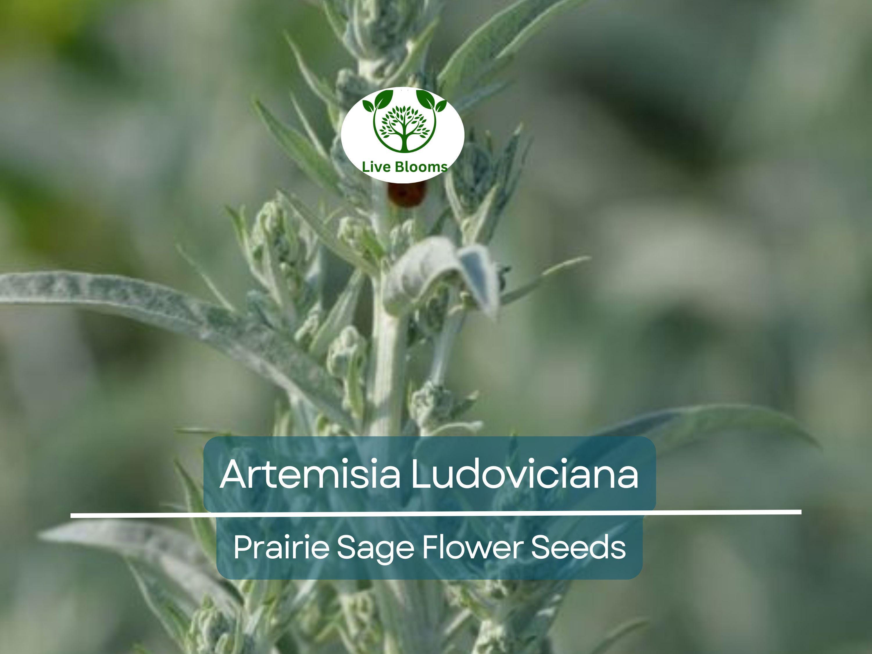 30 mg Seeds Artemisia Ludoviciana (Prairie Sage) for Planting - Herb, Drought-Tolerant, Fragrant Perennial, Native Plant for Garden