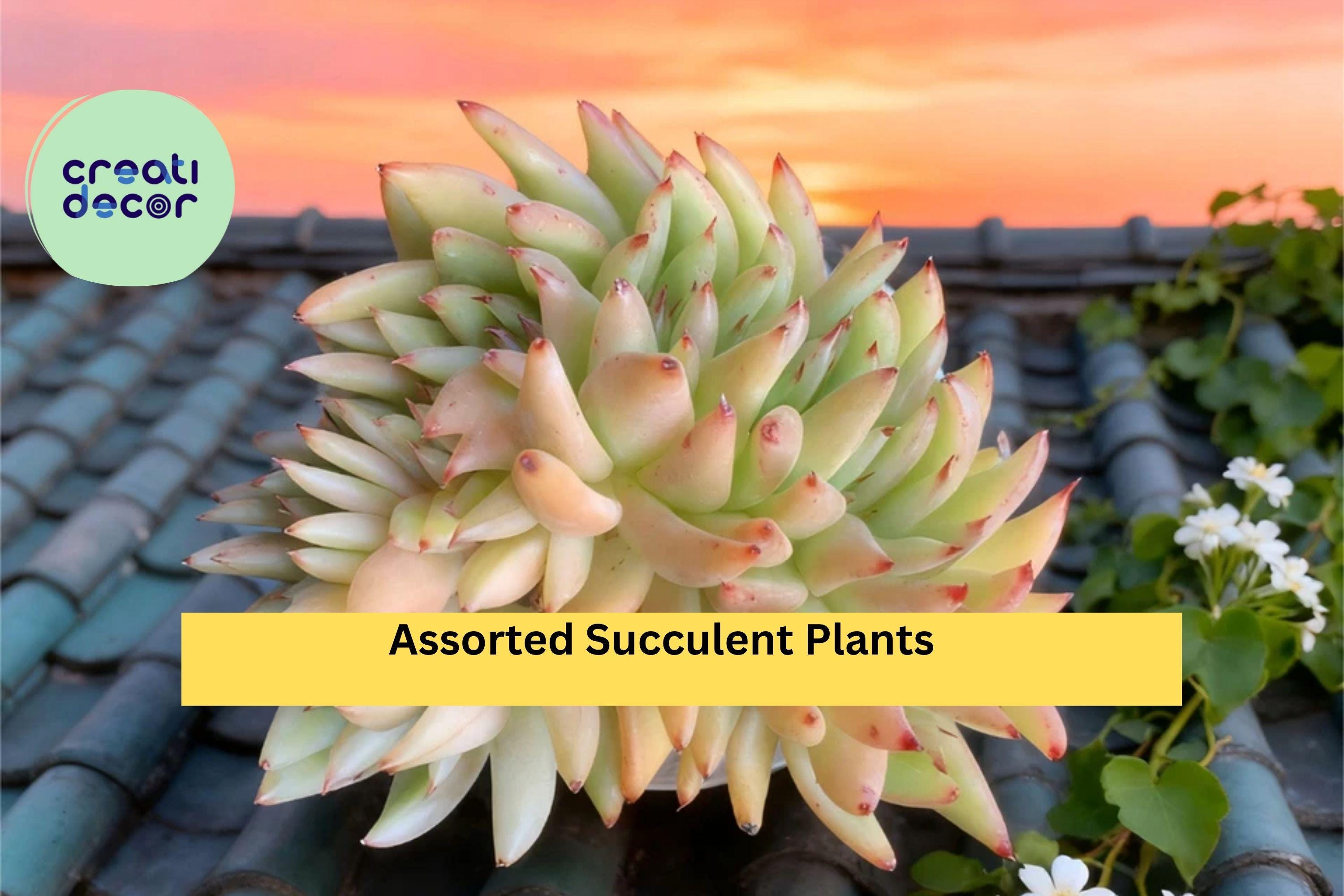 Rare Succulent Plants – Live Bare Root Mix, Easy-Care Real Succulents for Containers, Gifts, and Home Décor, Assorted Varieties
