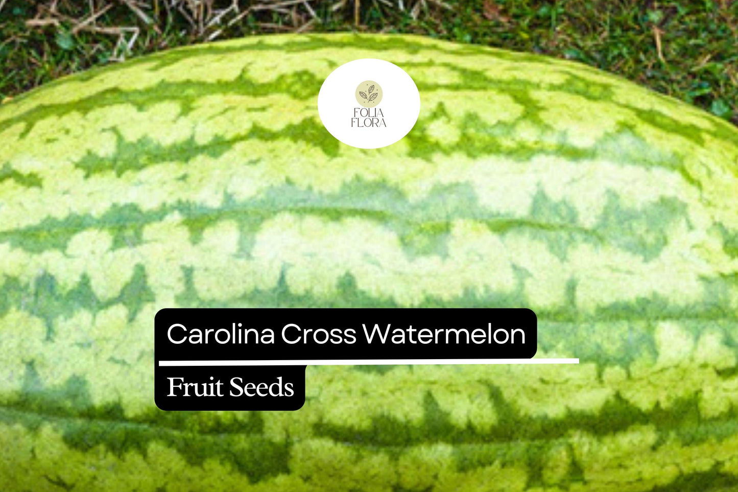 Citrullus lanatus Carolina Cross Watermelon Seeds – 50+ Giant Sweet Watermelons Up to 200 lbs