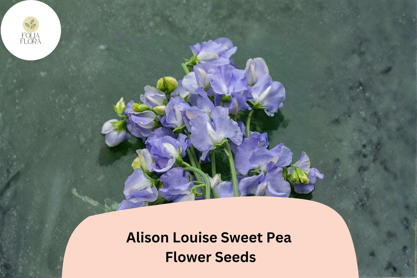 50+ Alison Louise Sweet Pea Seeds | Deep Purple Tall Climbing Cottage Garden Flowers