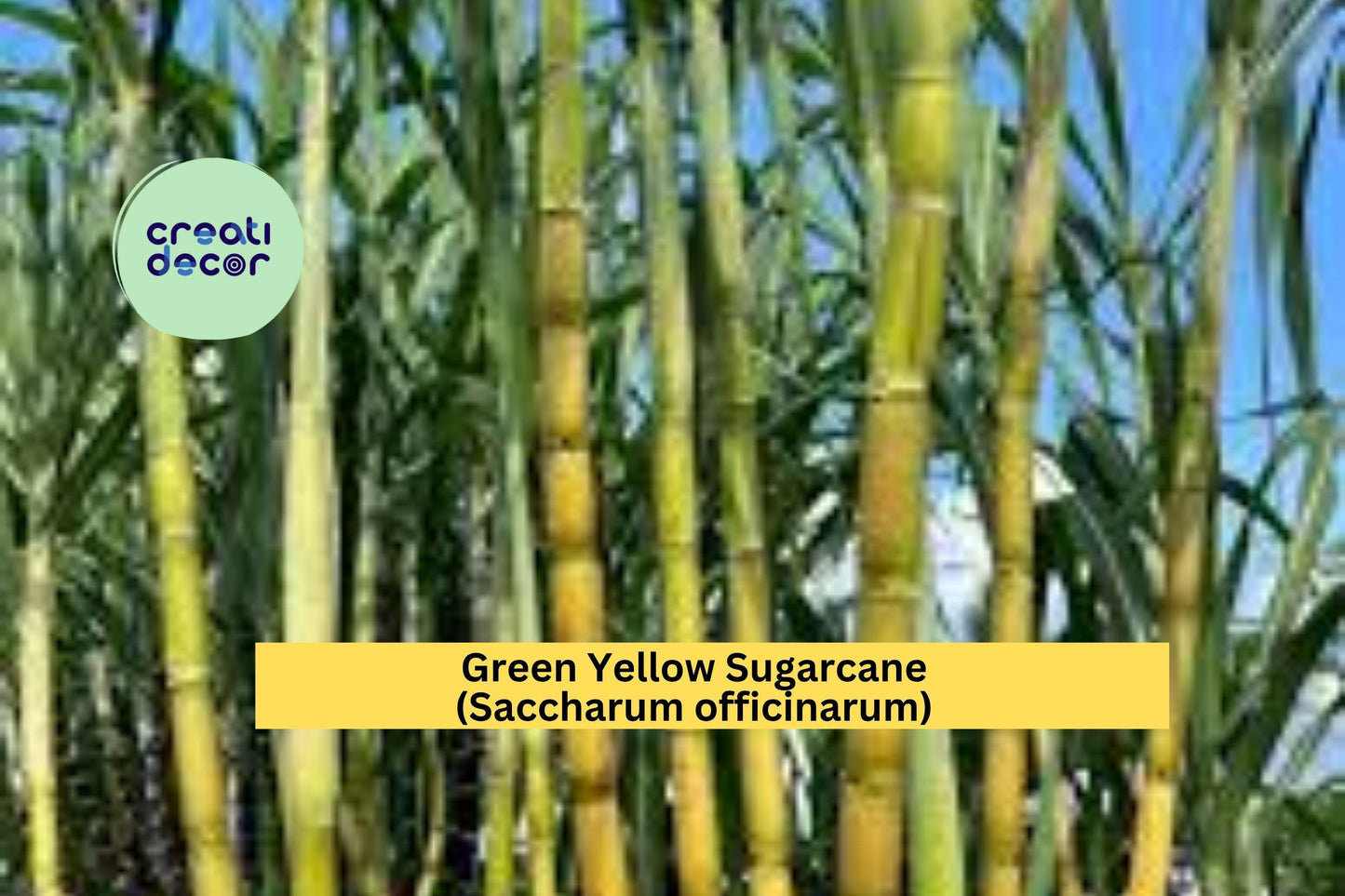 Green Yellow Sugarcane Plant | 1 Live Rooted Sugar Cane Starter | Saccharum officinarum for Juicing or Garden Growing