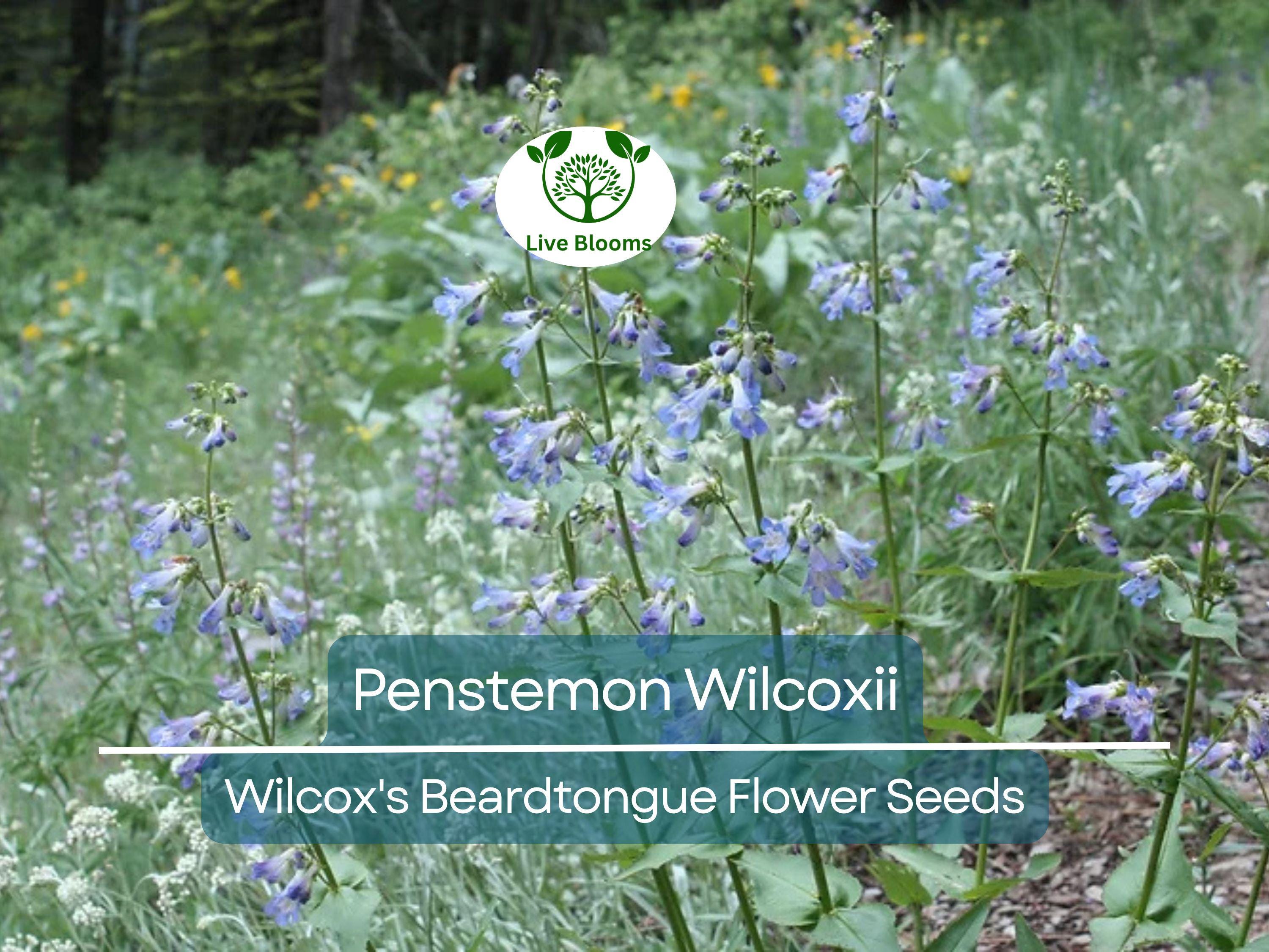100 mg Seeds Penstemon Wilcoxii (Wilcox's Beardtongue) for Planting | Native Wildflower for Pollinator-Friendly and Low-Maintenance Gardens