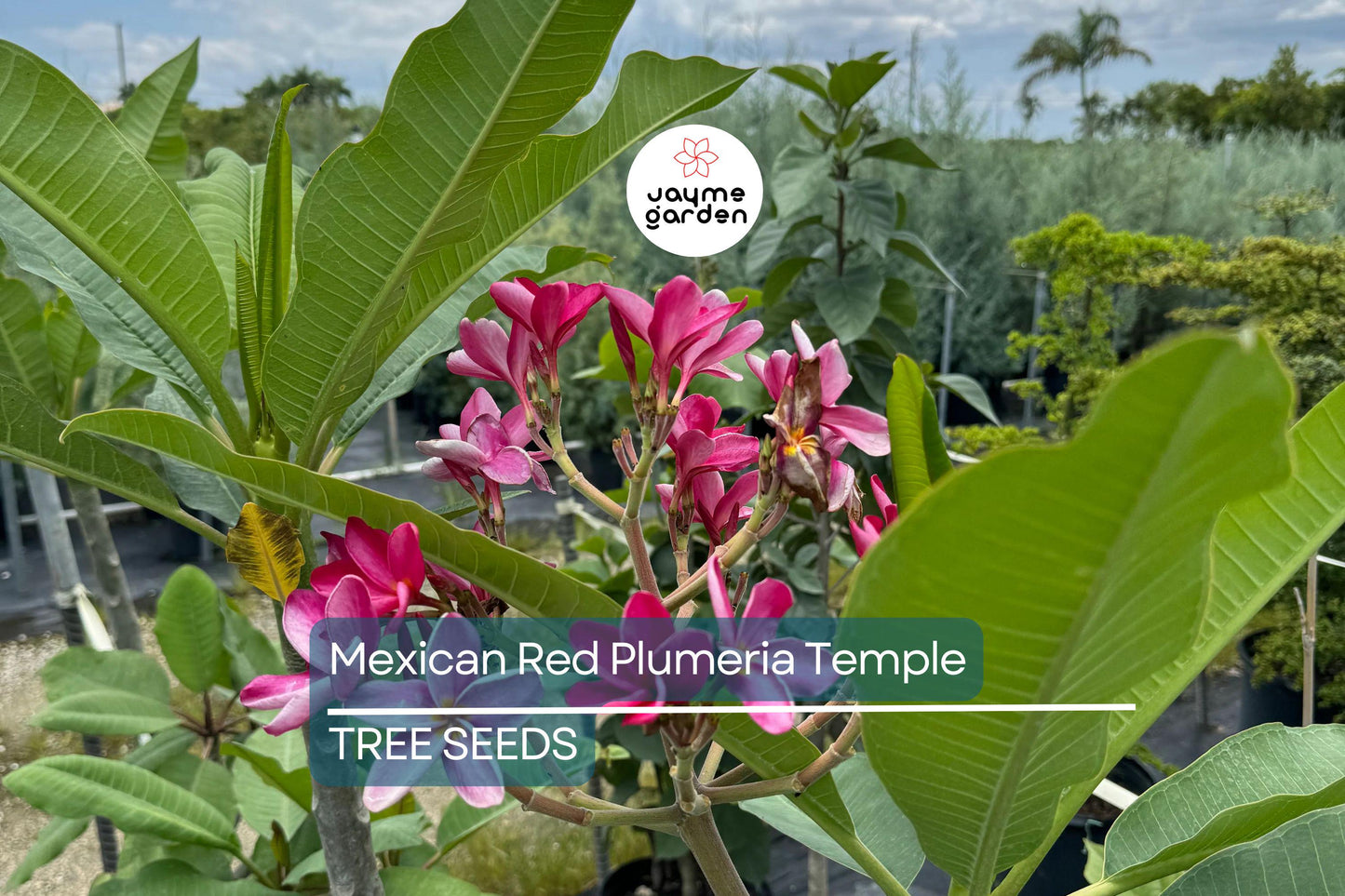5 Mexican Red Plumeria Seeds (P. rubra) – Tropical Frangipani Flower, Fragrant Blooms, USDA Zones 10-12, Attracts Hummingbirds & Butterflies