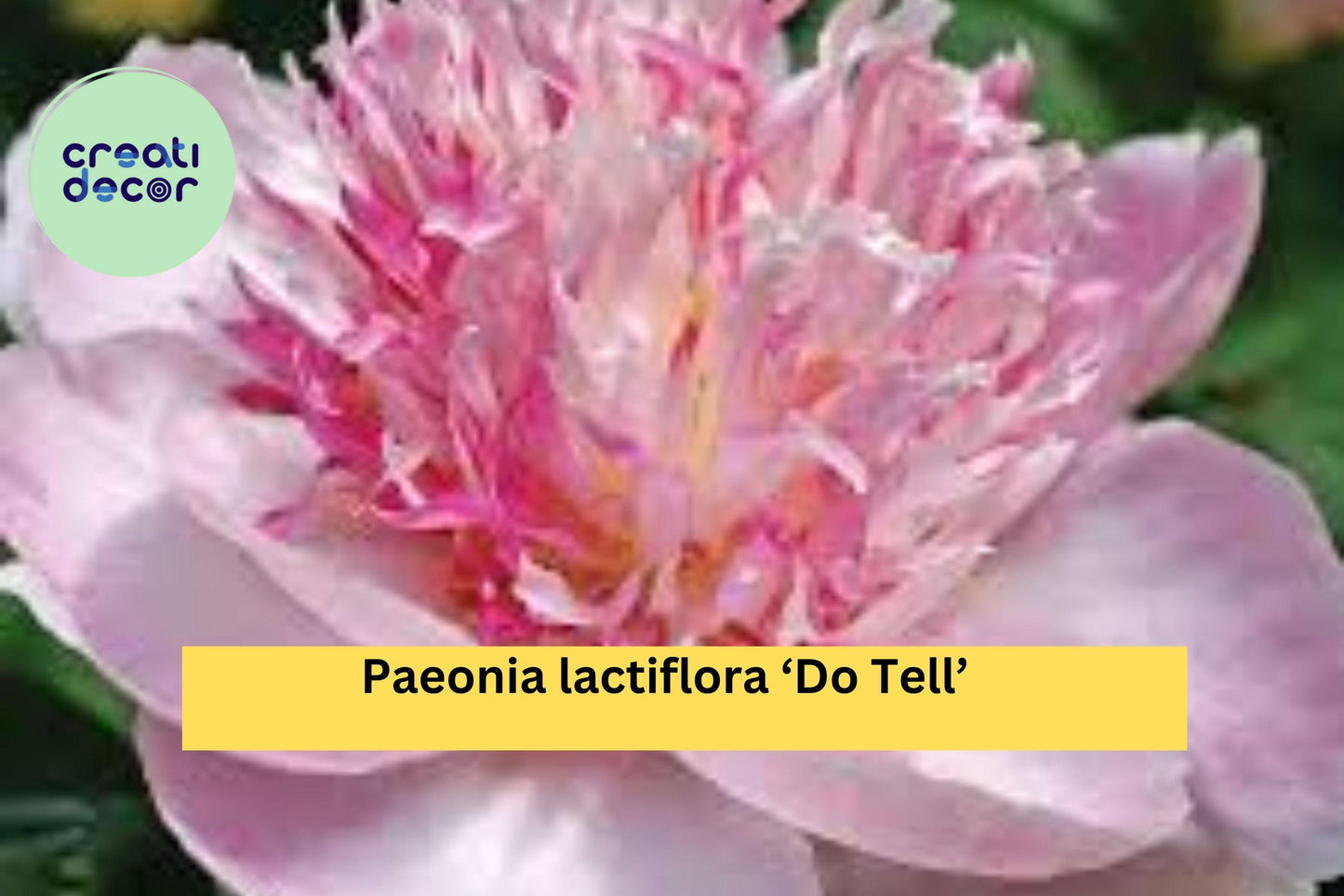 Do Tell Peony – Paeonia lactiflora ‘Do Tell’ – 3/5 Eye Bare Root Perennial, Pink Japanese Peony for Garden or Cut Flowers