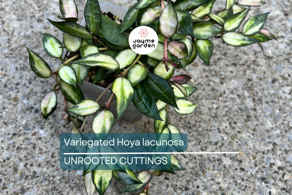 Variegated Hoya Lacunosa Cutting (Unrooted) - Exact Plant, Houseplant