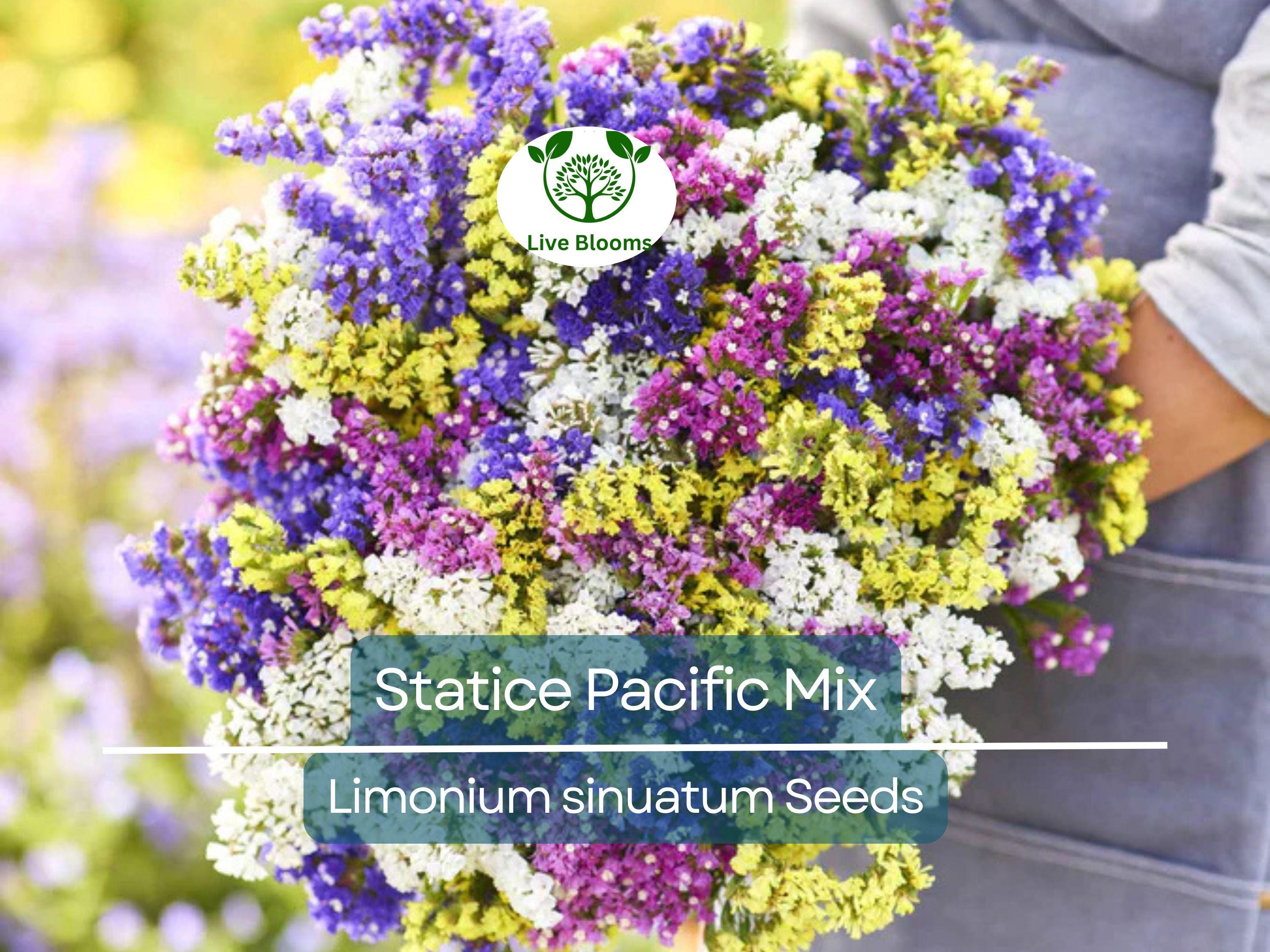 50 Seeds Statice Pacific Mix, Non-GMO, Traditional Cut Flowers, Dried Arrangements, Long-Lasting, Beautiful Blooms, Easy to Grow