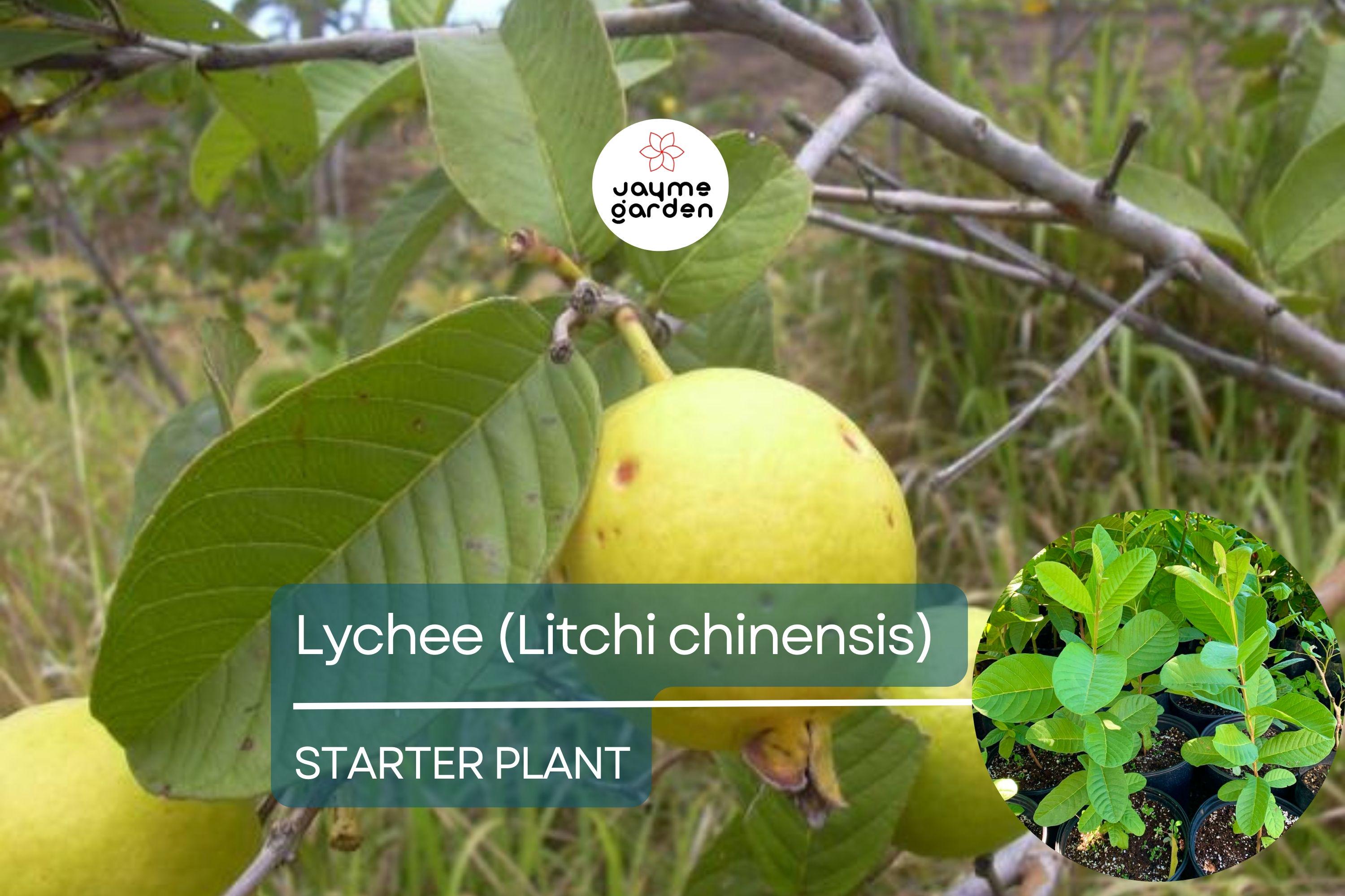 1 Guava Pear Tree (Psidium guajava) Tropical Fruit Tree – 12”-24” Live Starter Plant, Sweet Pear-Shaped Guava Fruit
