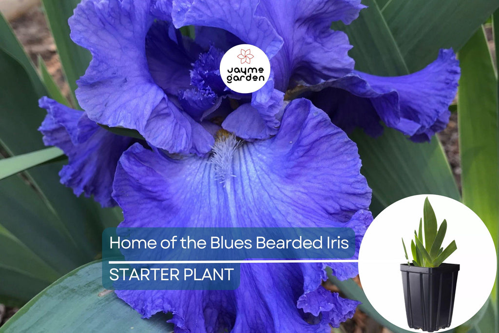 Home of the Blues Bearded Iris – Quart Pot | Fragrant Blue Flowers | Hardy Perennial | Zones 3-10