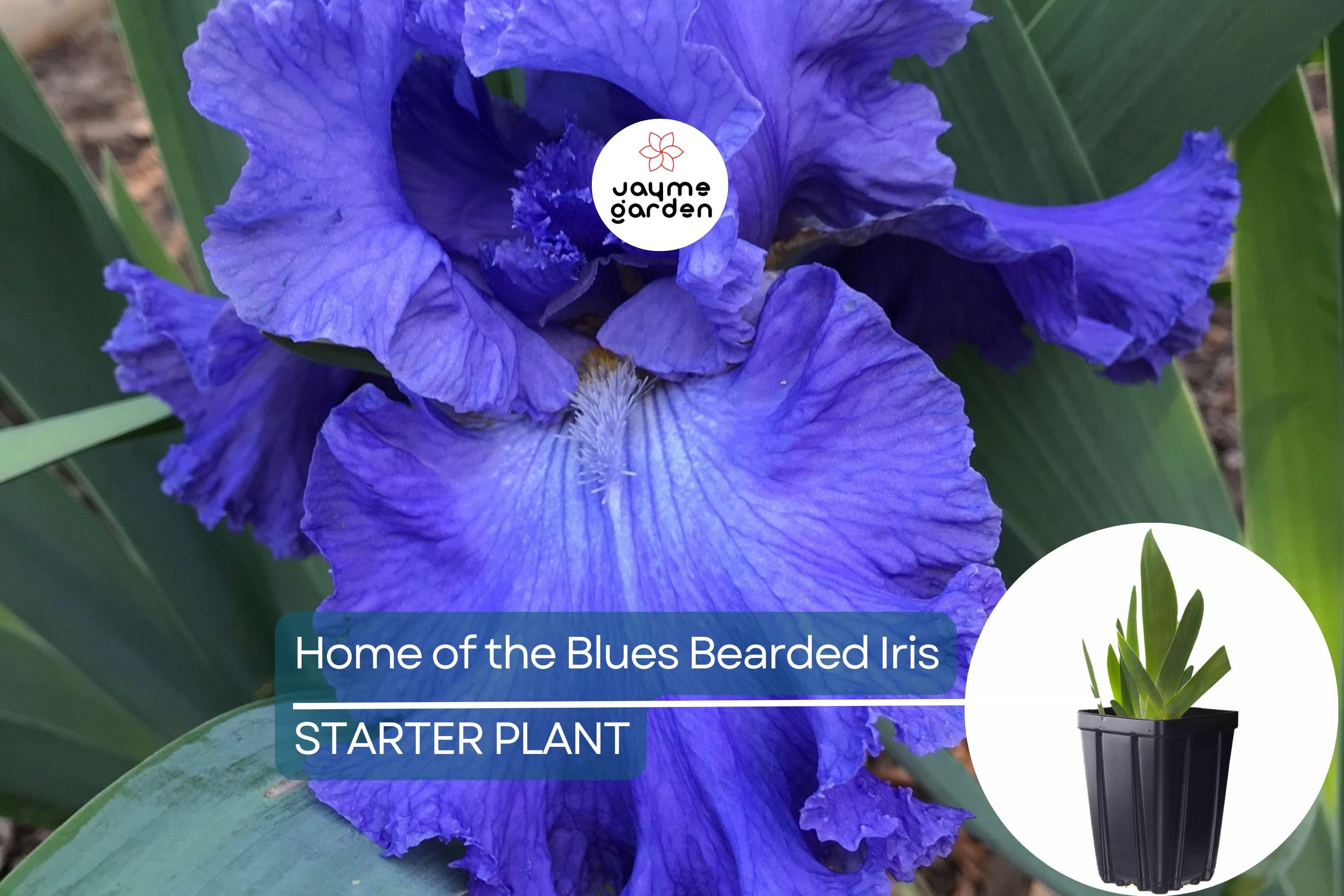 Home of the Blues Bearded Iris – Quart Pot | Fragrant Blue Flowers | Hardy Perennial | Zones 3-10
