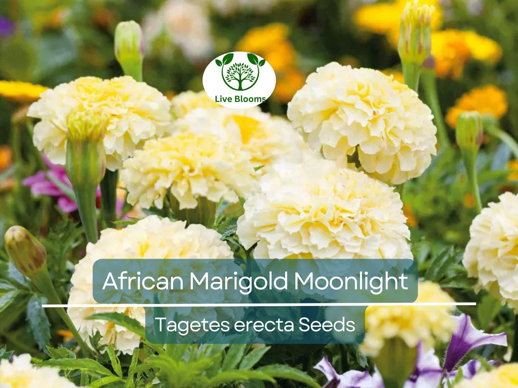 50 Seeds African Marigold Moonlight 18-24" Double Blooms - Non-GMO, Bee-Friendly, Bright Yellow Flowers, Perfect for Gardens & Landscapes