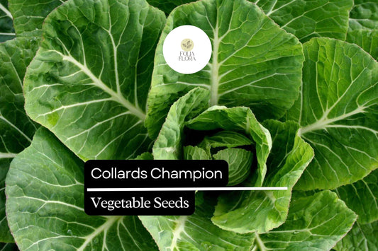 1g Collards Champion Seeds Brassica oleracea | Nutritious, Hardy, Heirloom Greens for Gardens & Containers