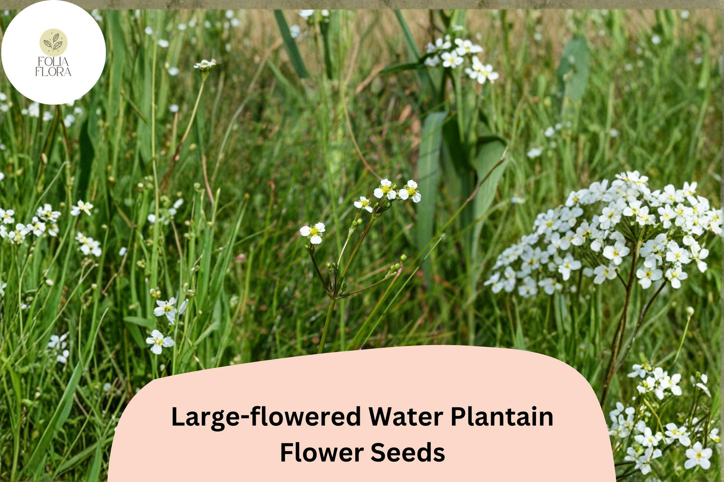 300 Large-Flowered Water Plantain Seeds | Alisma subcordatum | Native Aquatic Wildflower