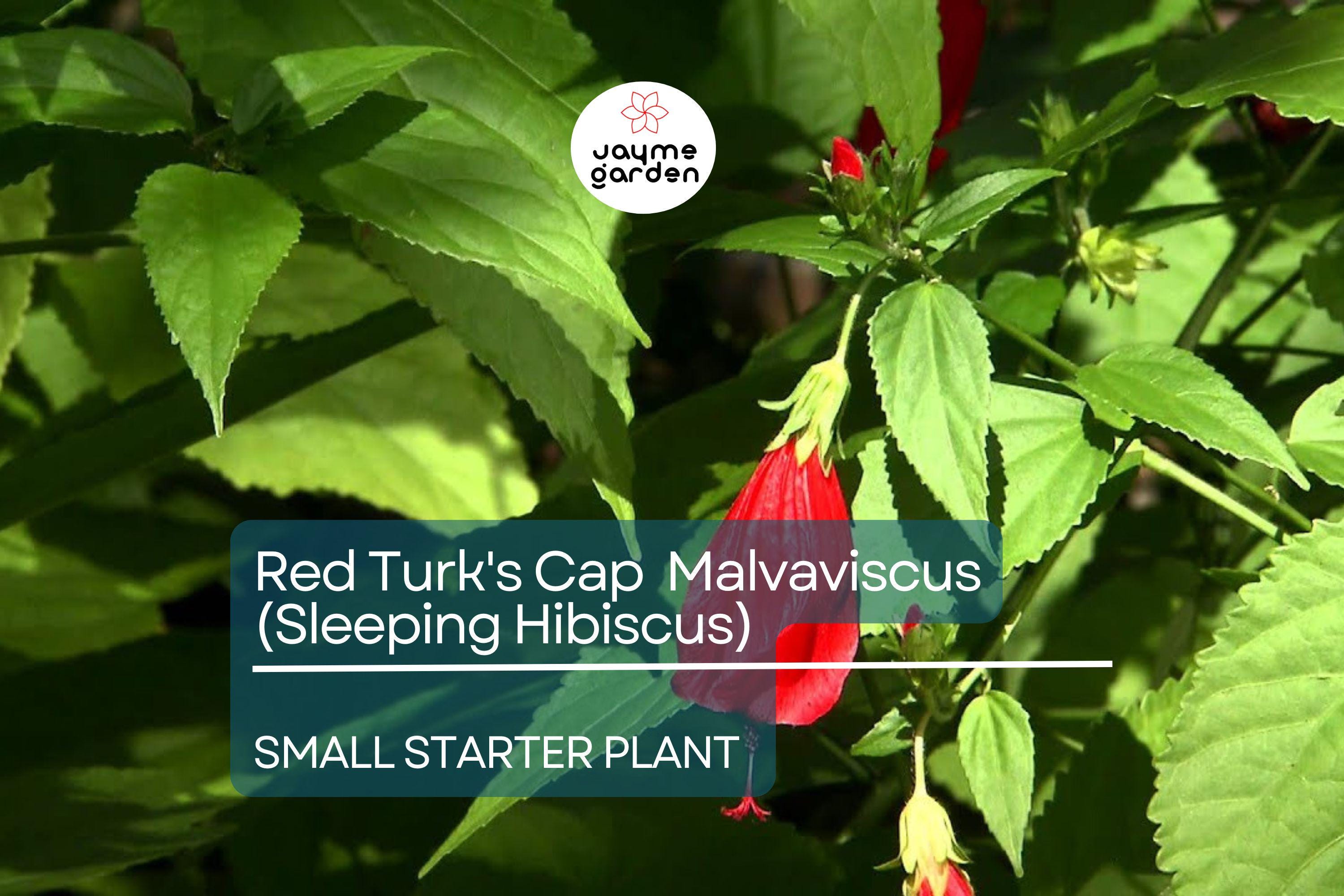 Red Turk's Cap Starter Plant, Malvaviscus arboreus Sleeping Hibiscus, 5-7" Tall Unique Red Flowers for Gardens, Containers & Tropical Spaces