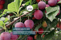 12 Wild American Plum Cuttings | Unrooted Edible Tree | Fresh, Wildlife Attractant |