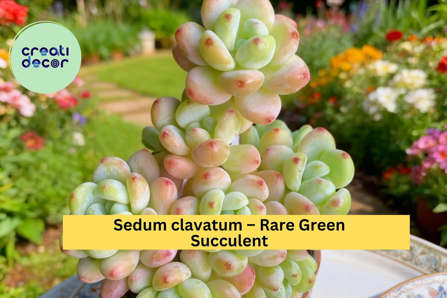 Sedum clavatum – Rare Green Succulent Plant, 3.5" Live Imported Starter, Rosette Form, Easy Indoor or Outdoor Grow
