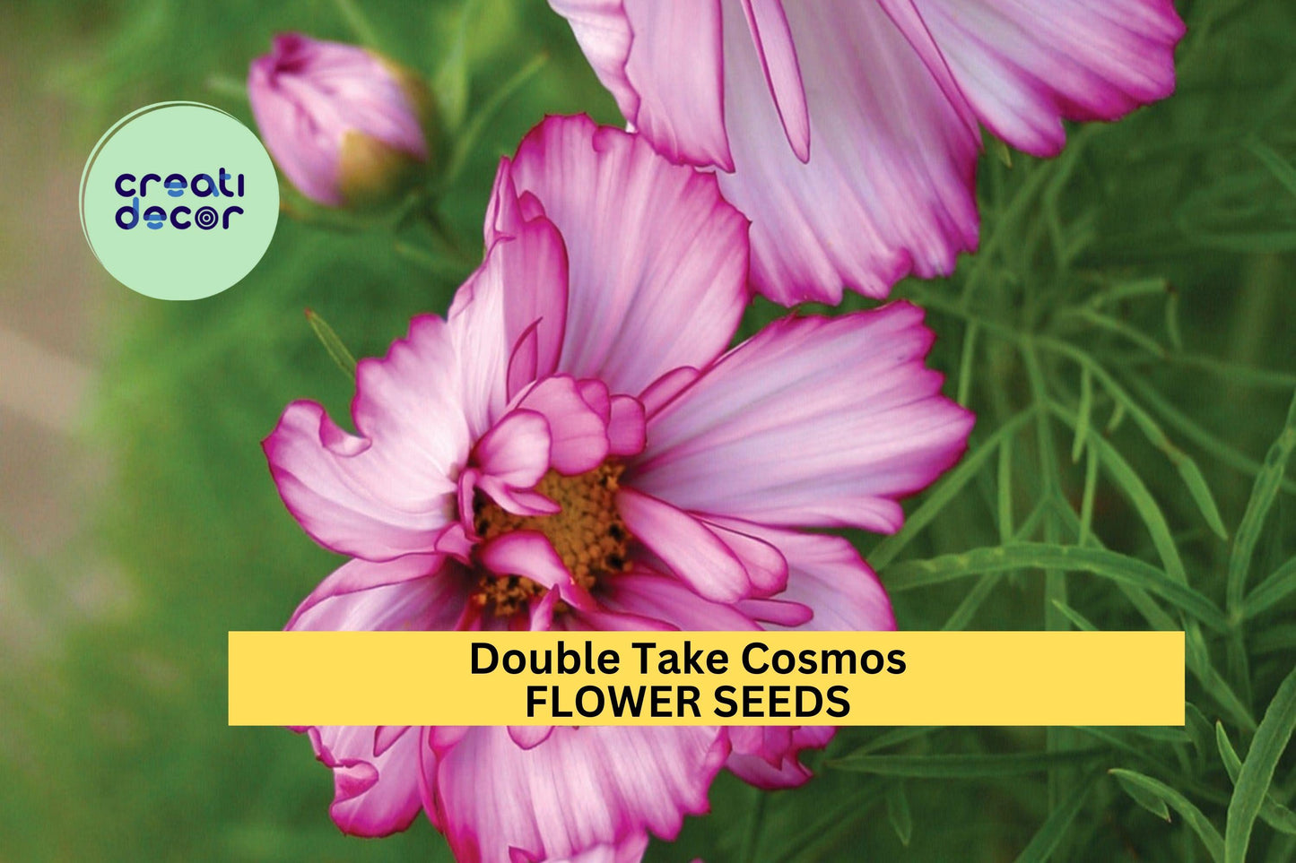 200+ Double Take Cosmos Seeds – Bold Double Blooms in Mixed Colors for Garden Planting, Long-Blooming Annuals – USA