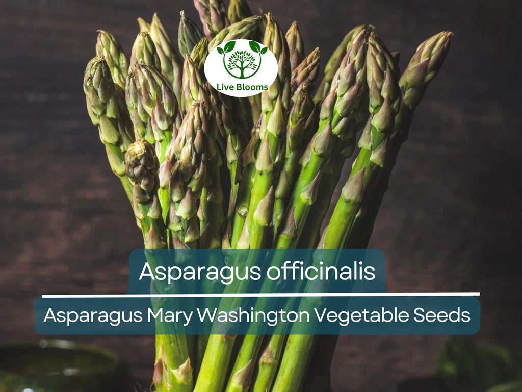 40 Seeds Asparagus Mary Washington - Asparagus officinalis | Heirloom Variety for Planting, Gardening & Delicious Harvest