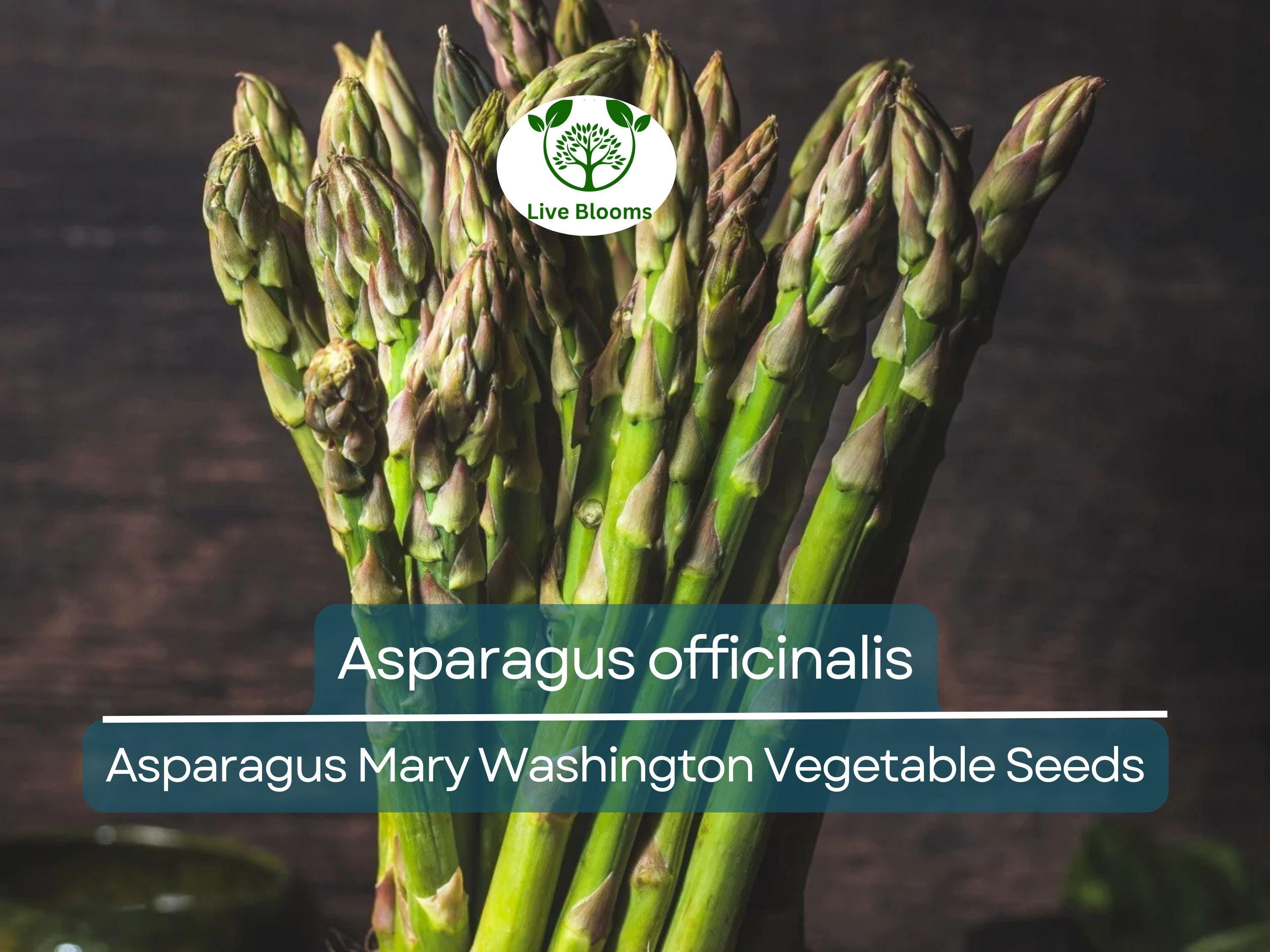 40 Seeds Asparagus Mary Washington - Asparagus officinalis | Heirloom Variety for Planting, Gardening & Delicious Harvest