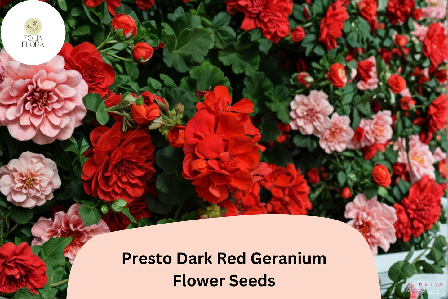 25+ Presto Dark Red Geranium Seeds | Compact Zonal Geranium | Deep Red Blooms for Pots, Borders & Garden Beds