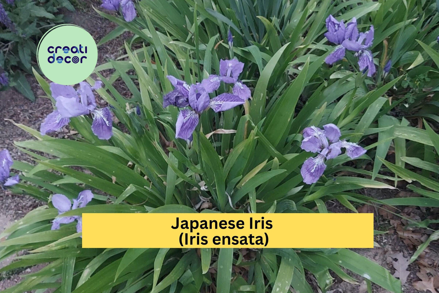 Light Purple Japanese Iris | Iris ensata | Live Bare Root Perennial Flowering Plant