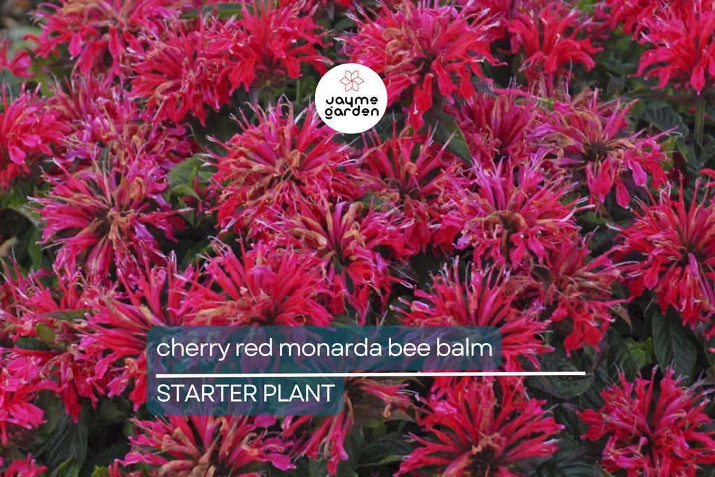 3 Live Cherry Red Monarda Bee Balm Plants | Vibrant Perennial Flowers | Butterfly & Pollinator Favorite | Sun-Loving Bergamot Starter