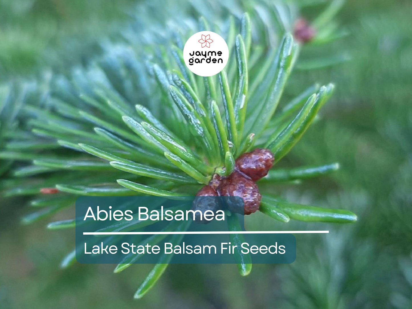 30 Seeds Abies Balsamea | Lake State Balsam Fir Seeds for Planting | Hardy Evergreen Tree | Fragrant Needles | Native Christmas Tree