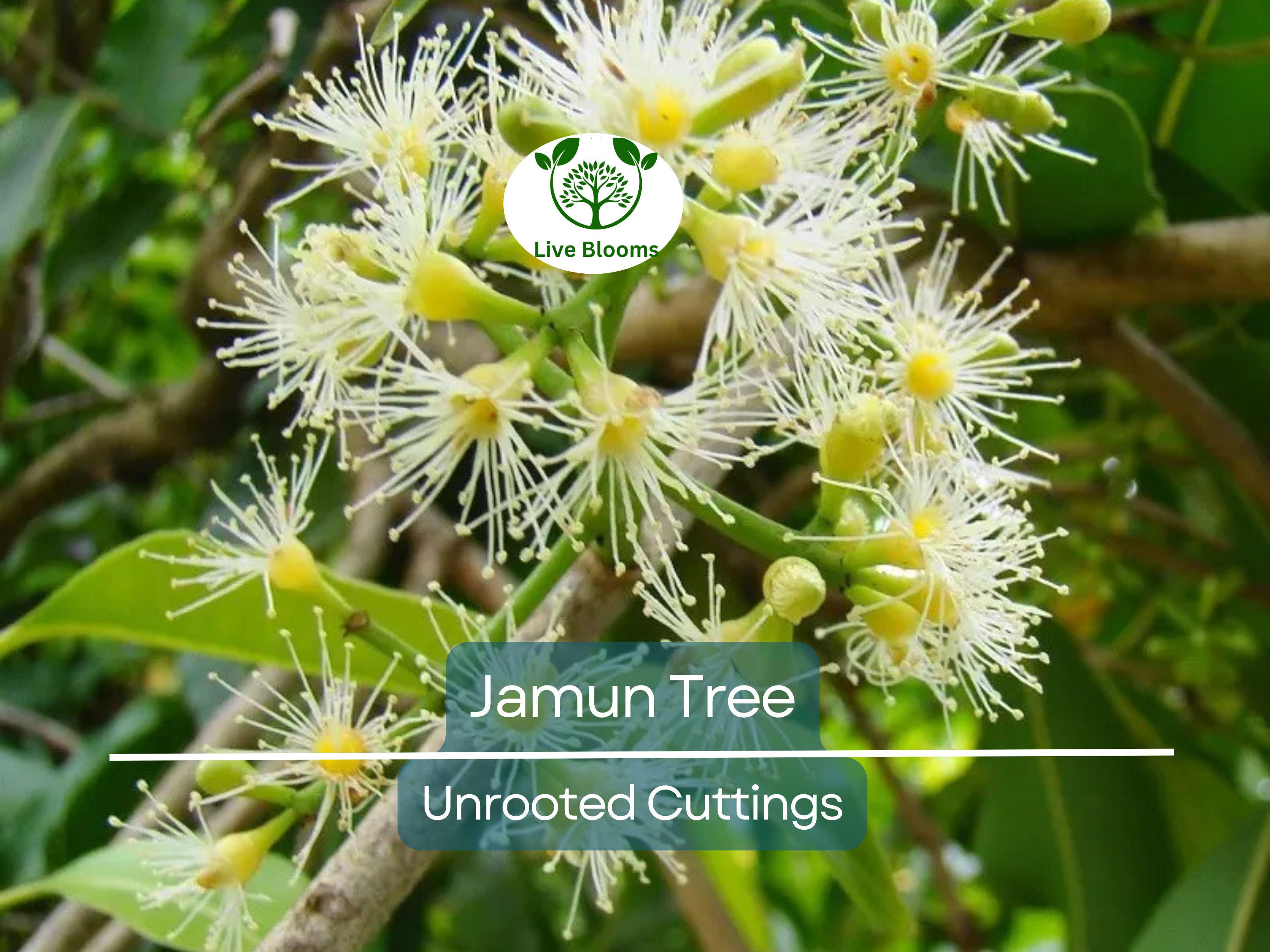 3 Jamun Jambul Fruit Tree Cuttings - Syzygium Cumini, Indian Wax Apple, Java Plum for Grafting - Unrooted 7-inch Cuttings