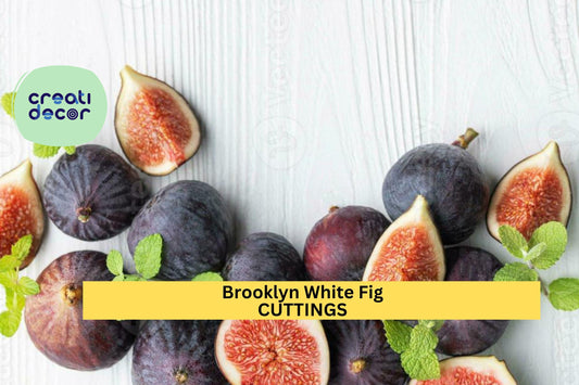 Brooklyn White Fig Tree Cuttings (2) + Willow Water | Rare Heirloom Variety | Fresh Unrooted Scions for Propagation & Grafting