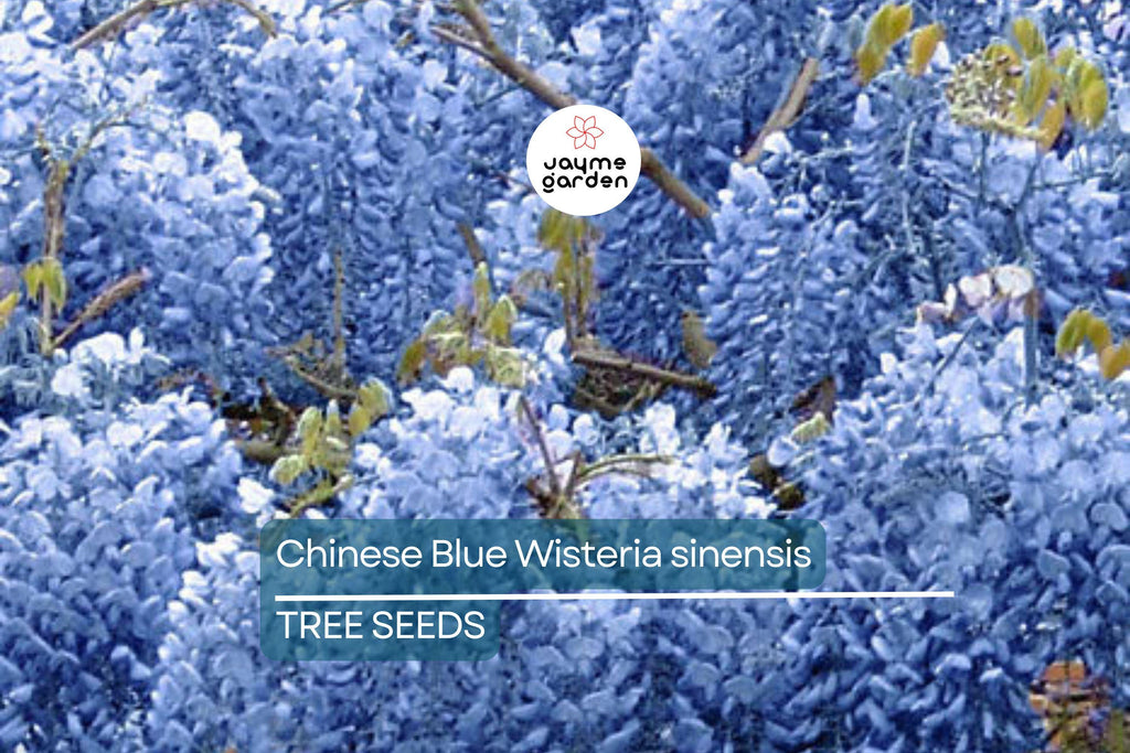 5 Chinese Blue Wisteria (Wisteria sinensis) Seeds - Fast-Growing Climbing Vine, Hardy Perennial