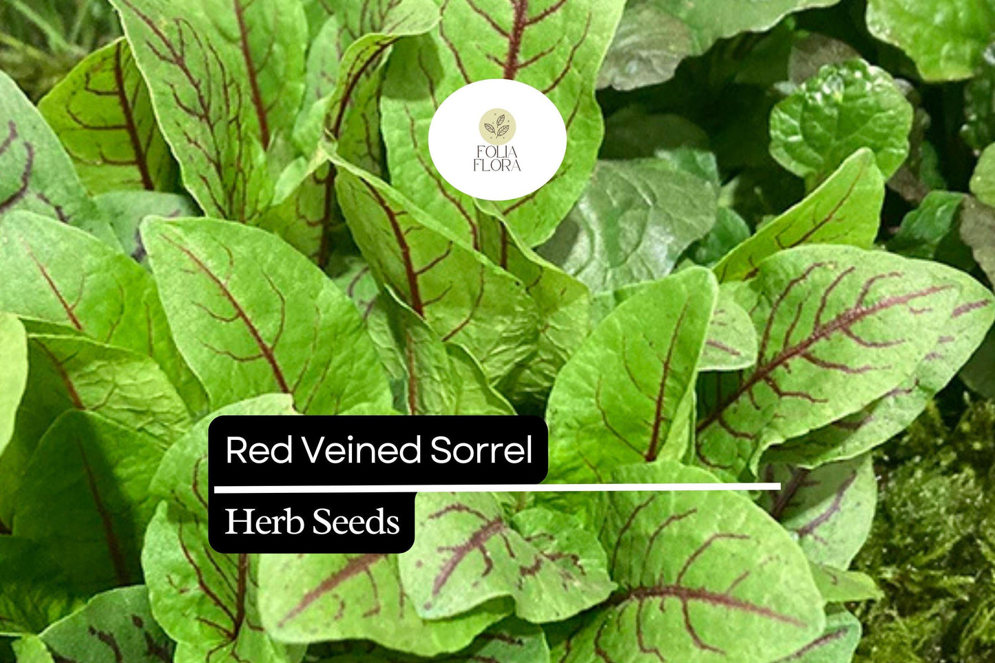250 Seeds Red Veined Sorrel (Rumex sanguineus) – Striking Culinary Herb with Tangy Flavor for Salads and Garnishes