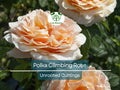 3 Polka Climbing Rose Apricot Unrooted Cuttings Live Fresh, Beautiful Blooming Rose Bush, Perfect for Trellis, Garden, Organic Rose Planting
