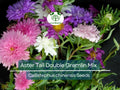 20 Seeds Aster Tall Double Gremlin Mix, Aster novi-belgii, Non-GMO 30" Cut Flowers, Sun/Part Shade Perennial, Vibrant Garden Blooms