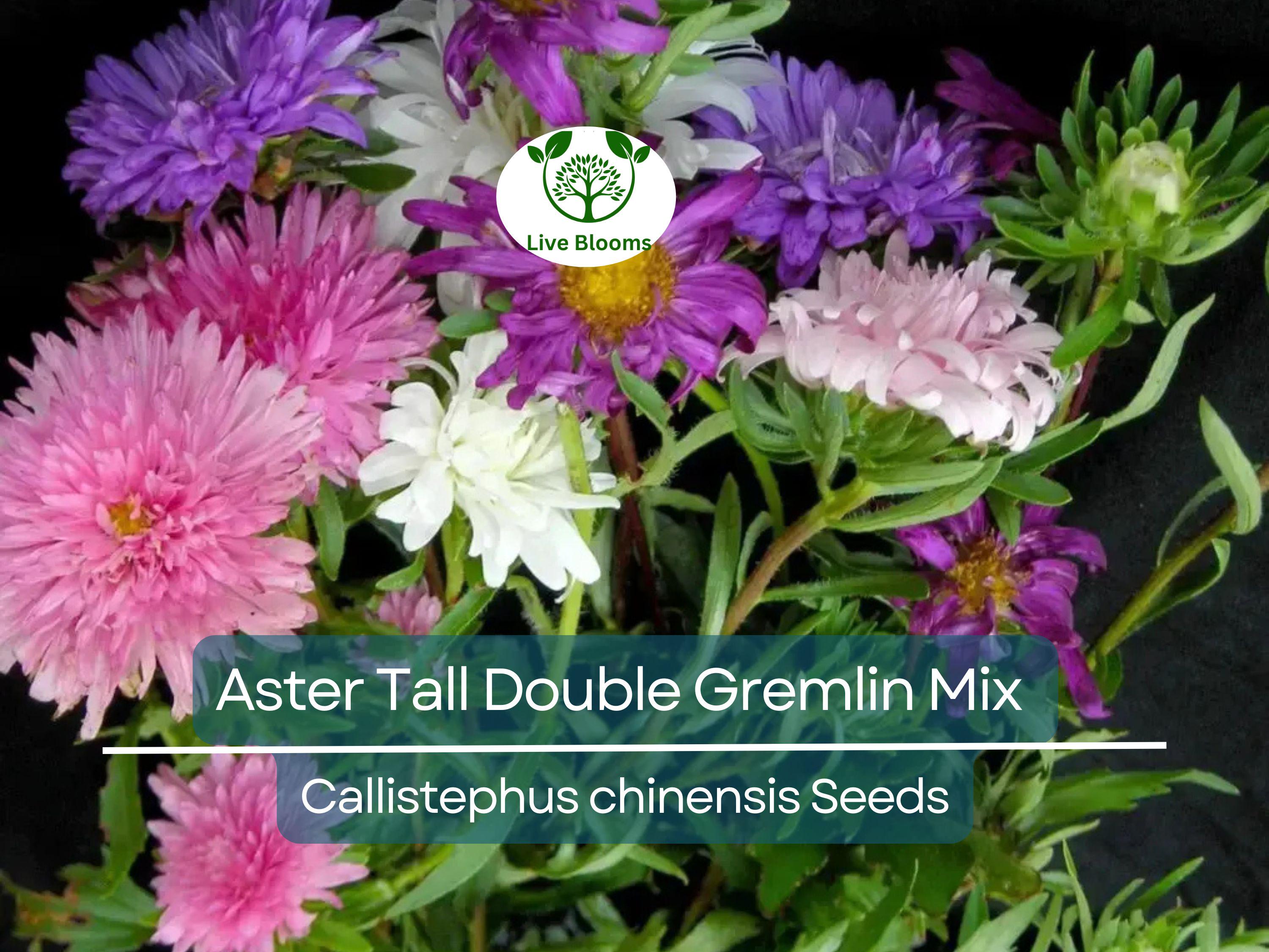20 Seeds Aster Tall Double Gremlin Mix, Aster novi-belgii, Non-GMO 30" Cut Flowers, Sun/Part Shade Perennial, Vibrant Garden Blooms