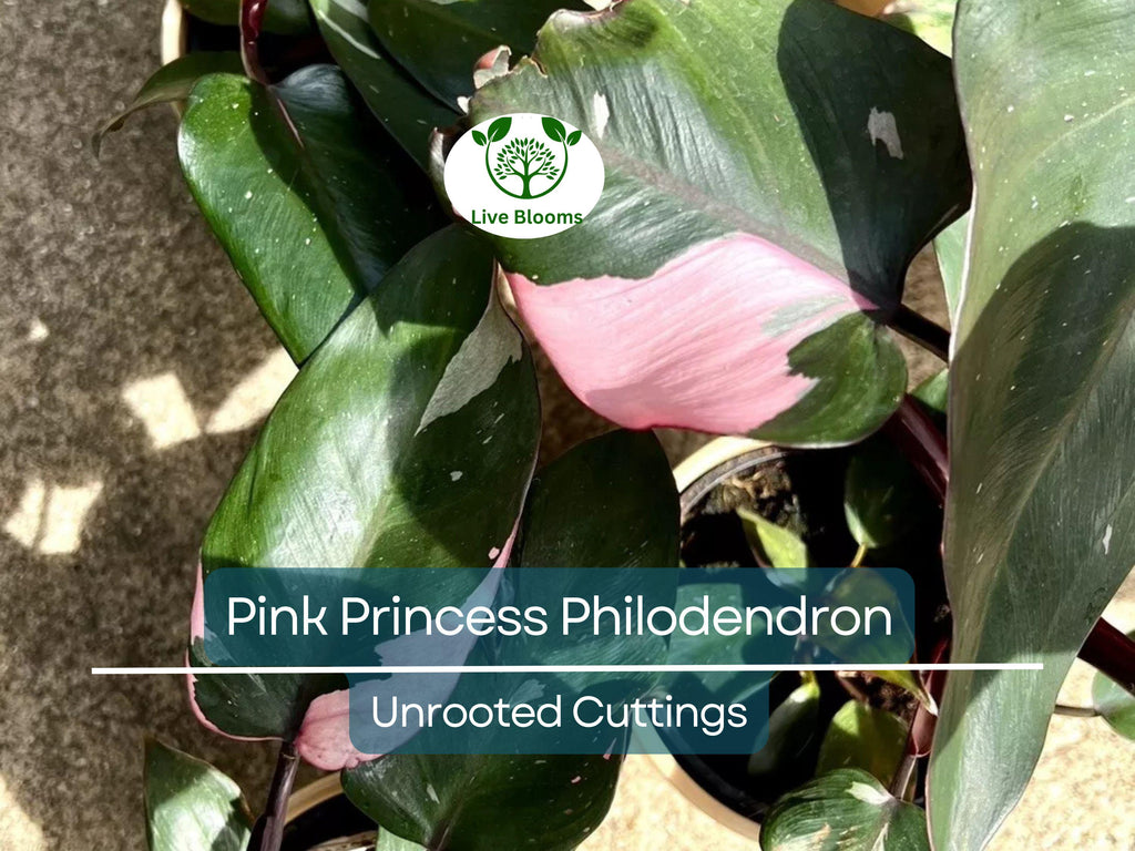 1 Pink Princess Philodendron Plant Unrooted Cutting, Rare Variegated, Philodendron "Pink Princess", Houseplant, Unique Pink & Green Foliage