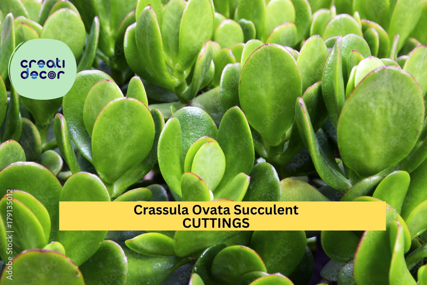 8 Jade Plant Cuttings – Fresh Crassula ovata Succulent Stems | Easy to Root, Ideal for Pots, Arrangements, or Indoor Garden Projects