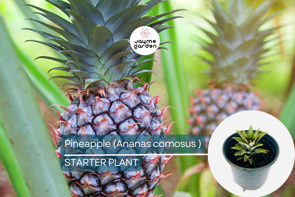 Pineapple Starter Plant (Ananas comosus) Sweet Tropical Fruit Live Plant 12”-24” | Easy Care & Juicy Homegrown Fruit
