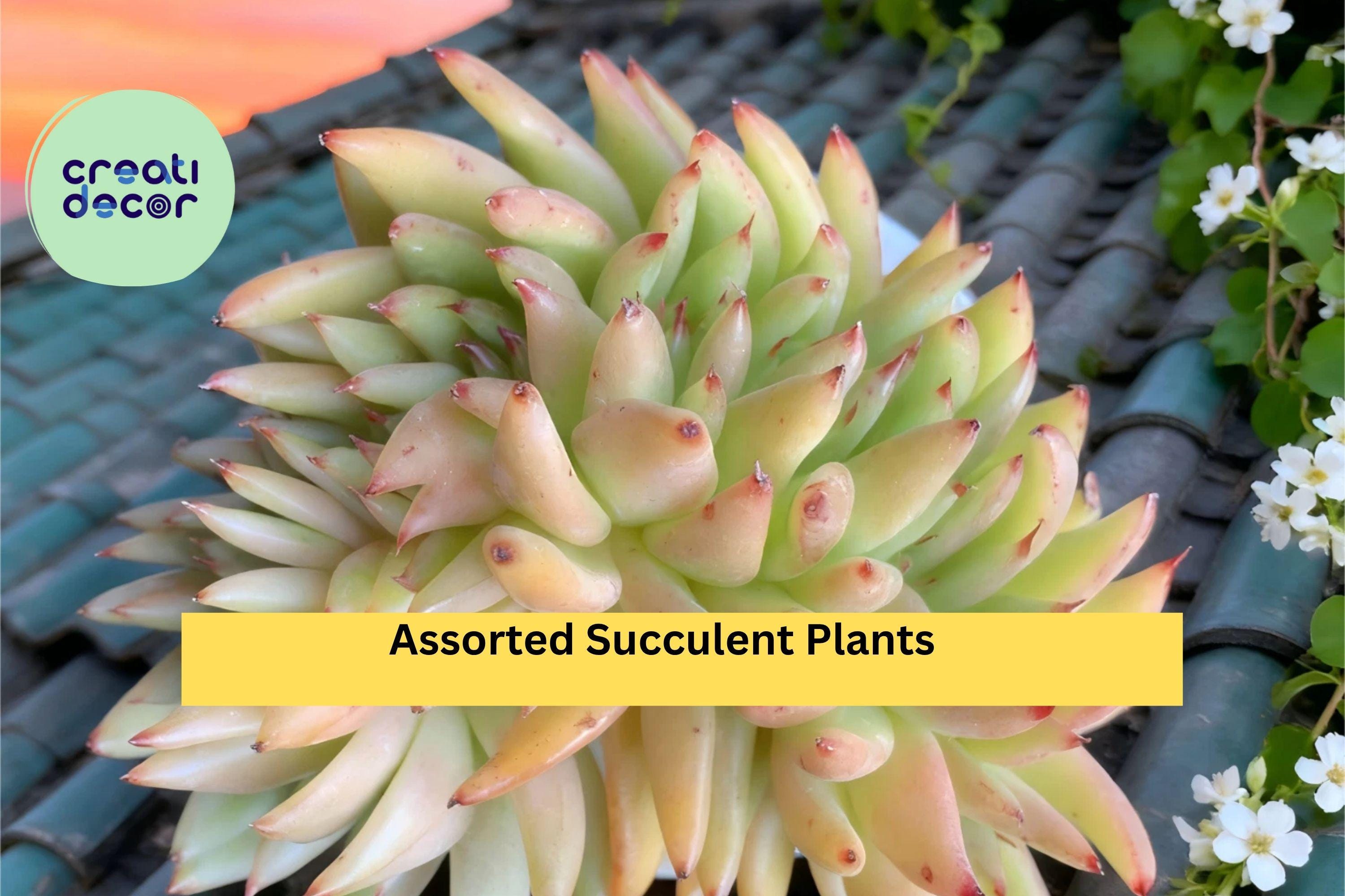 Rare Succulent Plants – Live Bare Root Mix, Easy-Care Real Succulents for Containers, Gifts, and Home Décor, Assorted Varieties
